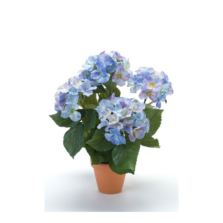 Hydrangea bush blue 40cm in tc pot