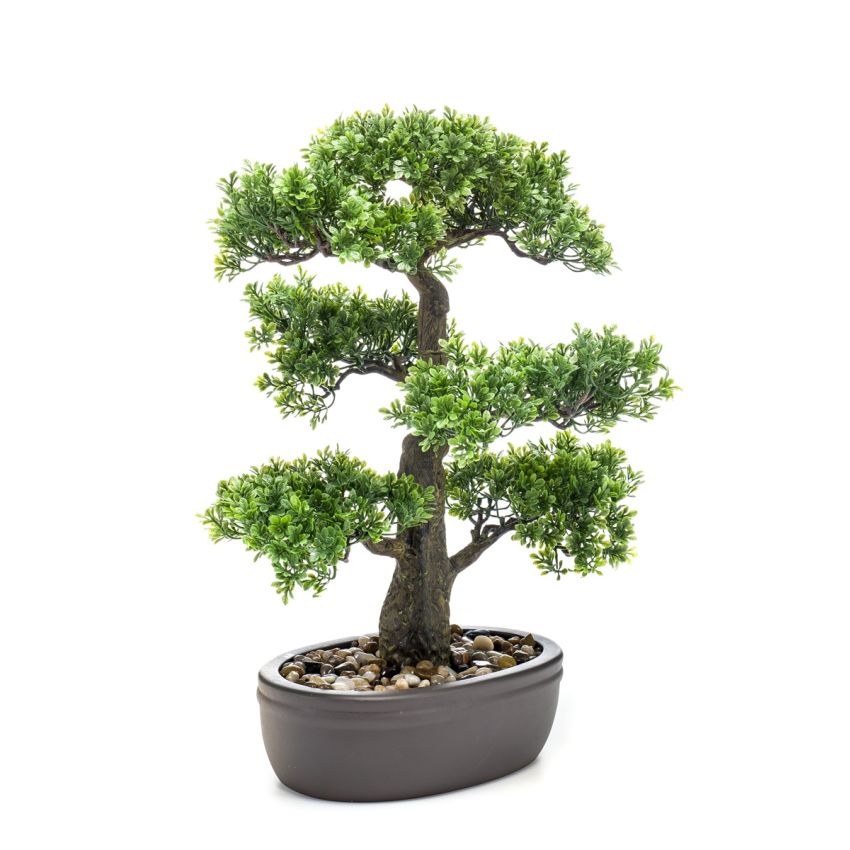 Ficus mini bonsai 43cm on plate brown