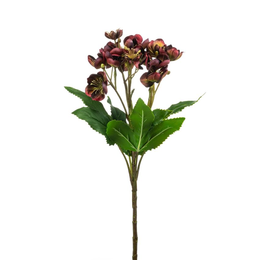 Helleborus spray burgundy 60cm