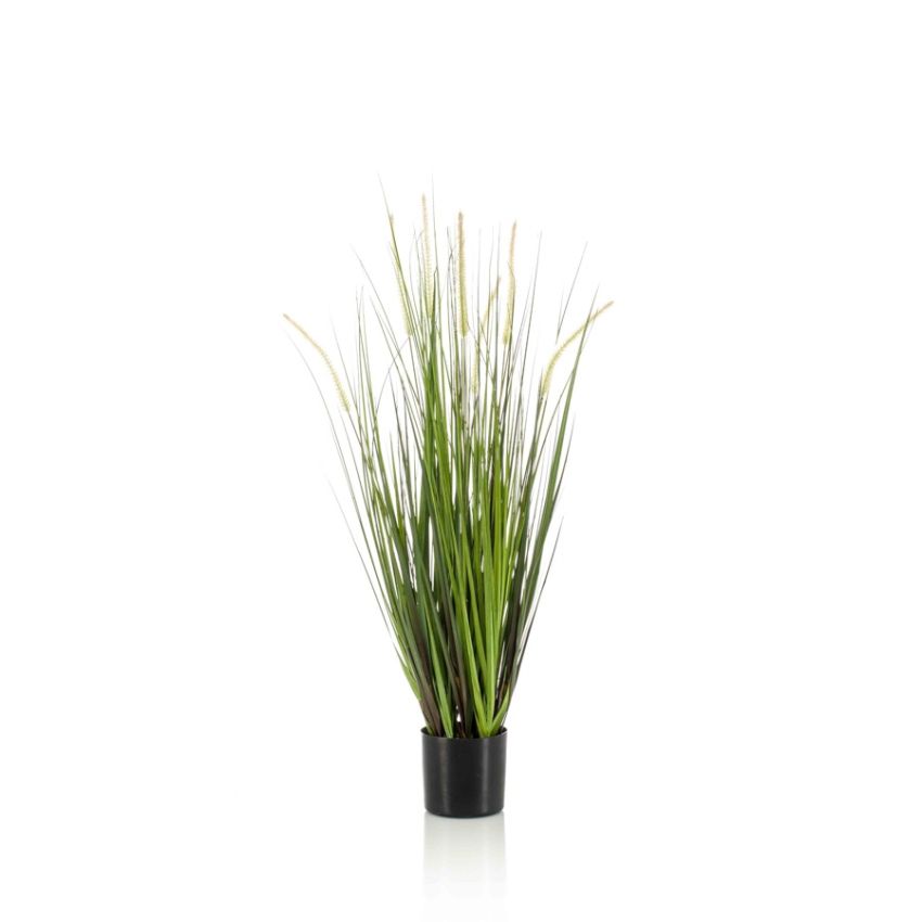 Grass alopecurus 90cm