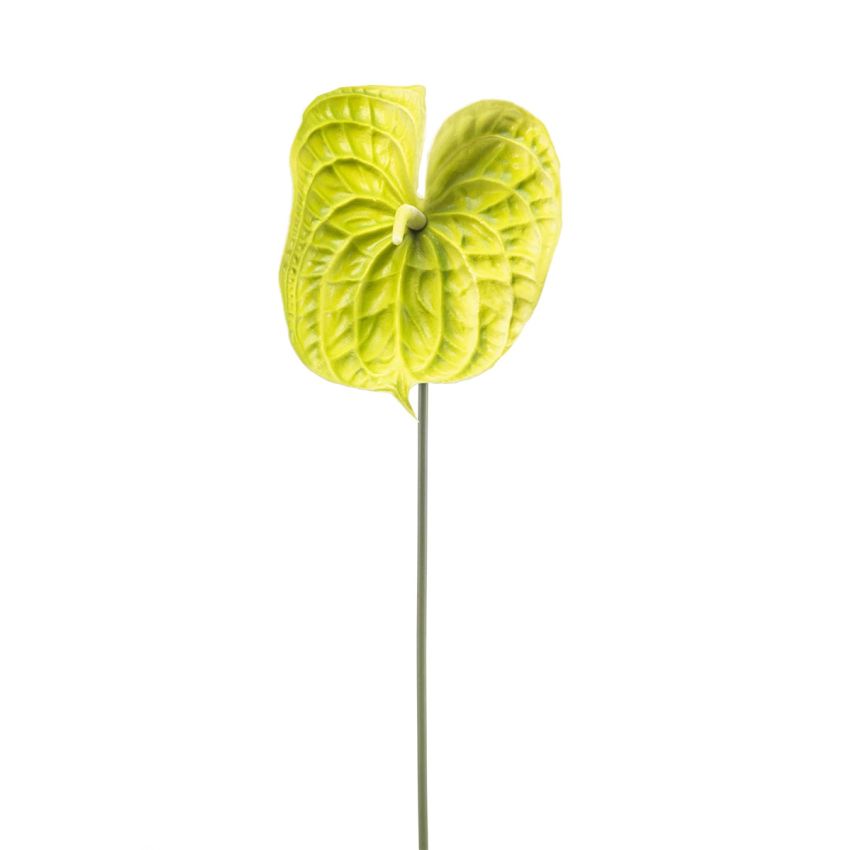 Anthurium spray green 70cm