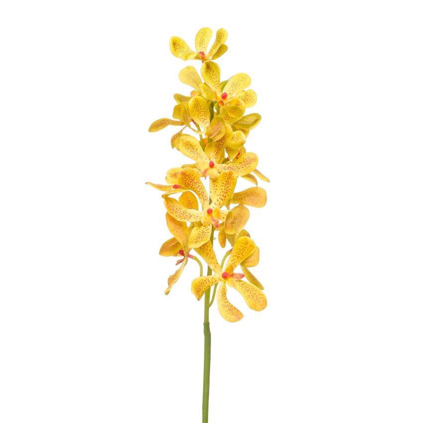 Vanda spray RT yellow 80cm