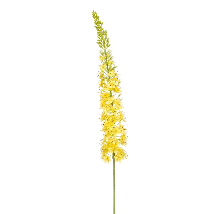 Eremurus spray XL yellow 130cm