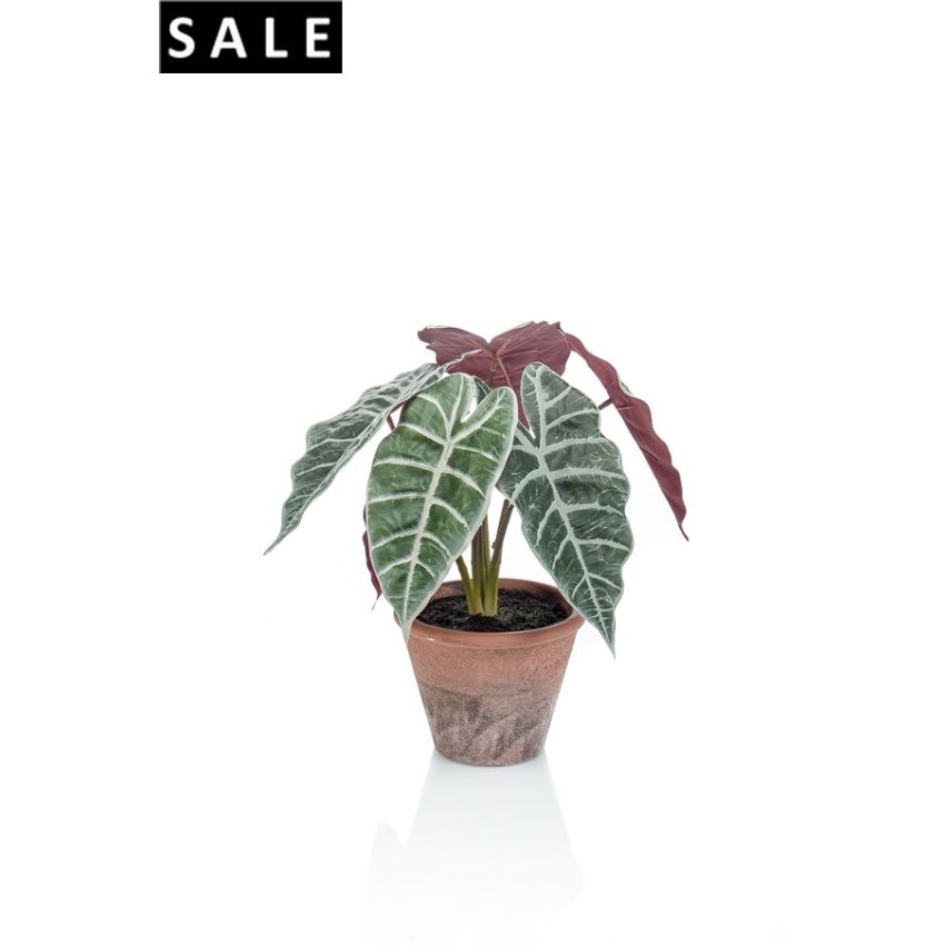 Alocasia 29cm in terra pot