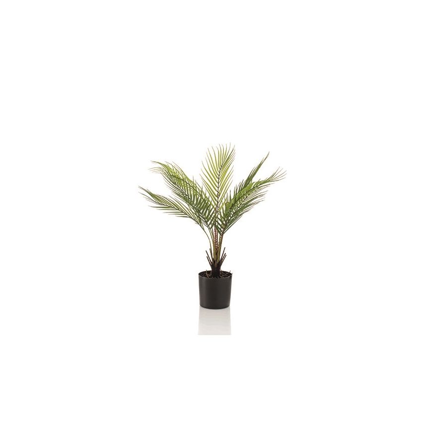 Palm chamaedorea in pot 50cm