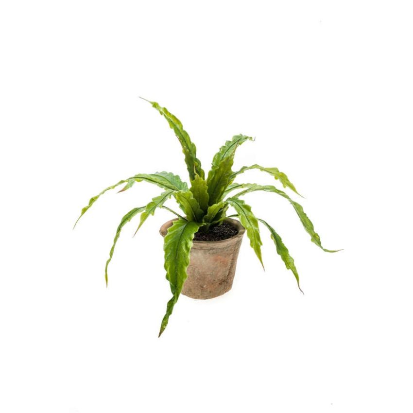Fern asplenium bush 35cm in tc pot aged