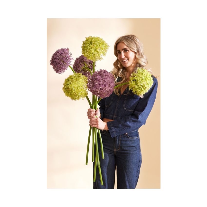 Allium giant spray green 90cm