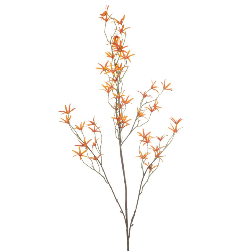 Tweedia spray orange 120cm