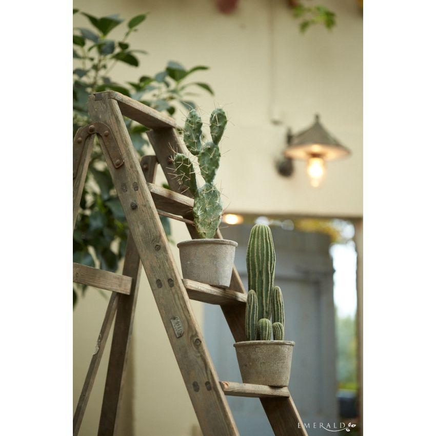 Cactus san pedro in grey pot 57cm