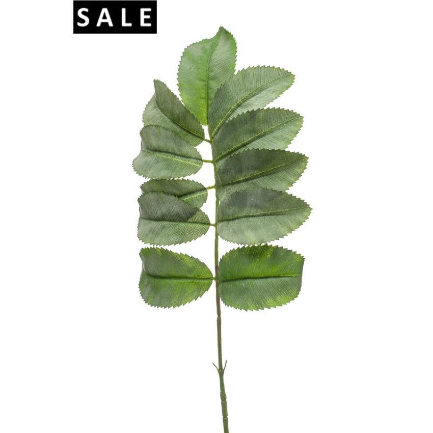 Melianthus spray 67cm green