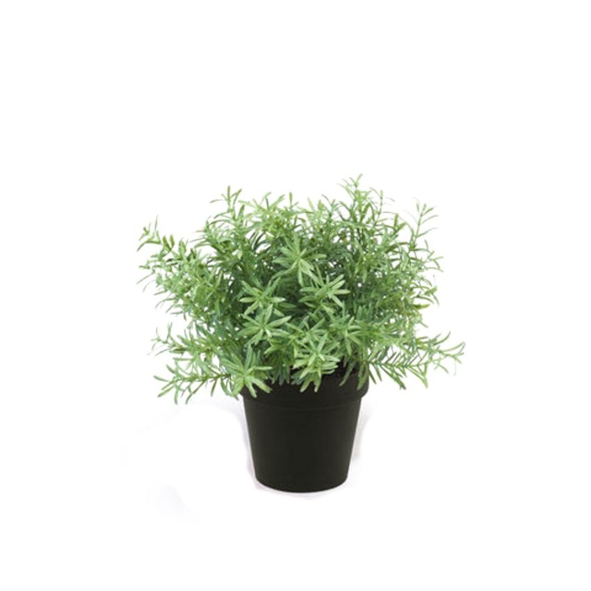 Rosemary bush 20cm lt green in black pot