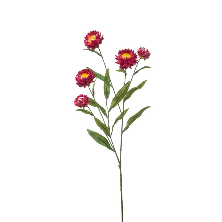 Xerochrysum spray fuchsia 70cm