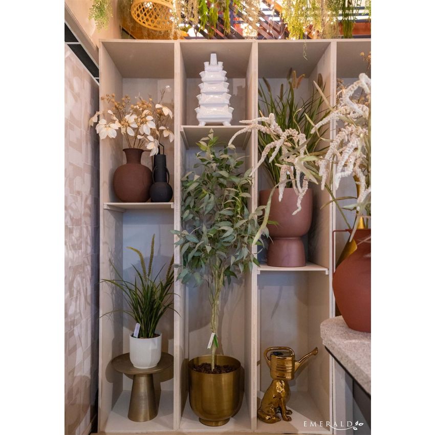 Eucalyptus globulus tree 195cm