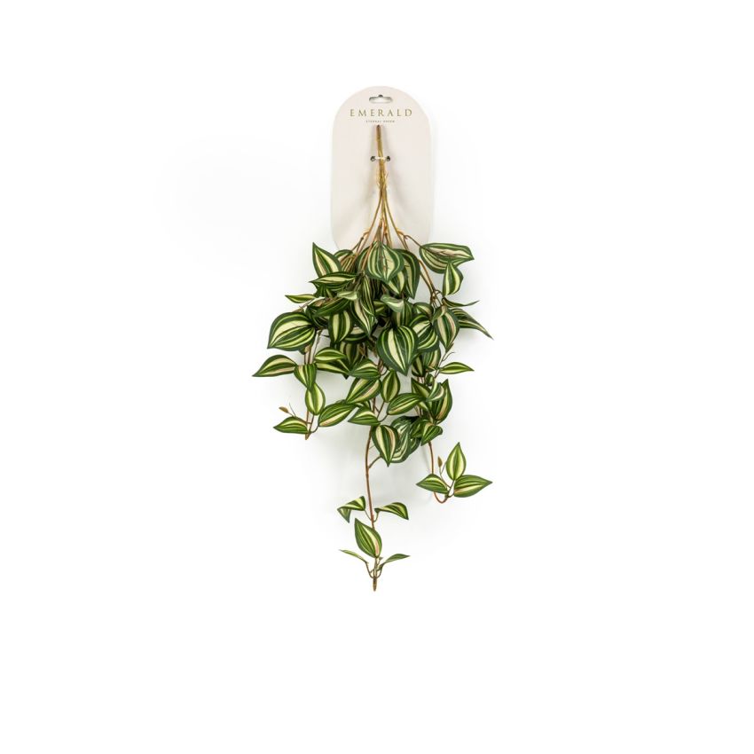 Tradescantia hanging bush green/white 65cm