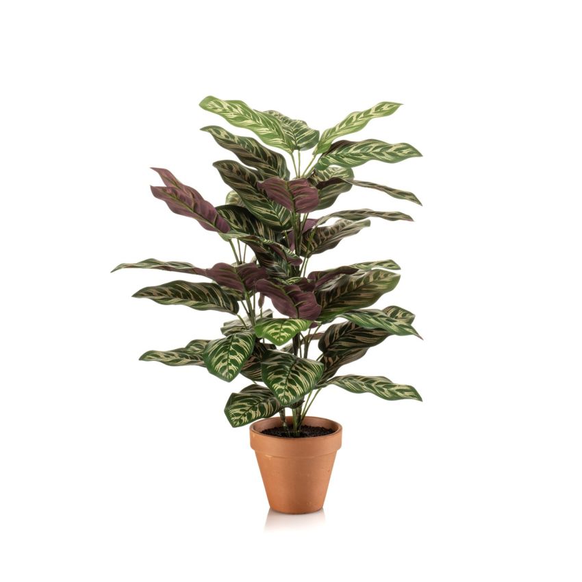 Calathea bush 65cm in tc pot