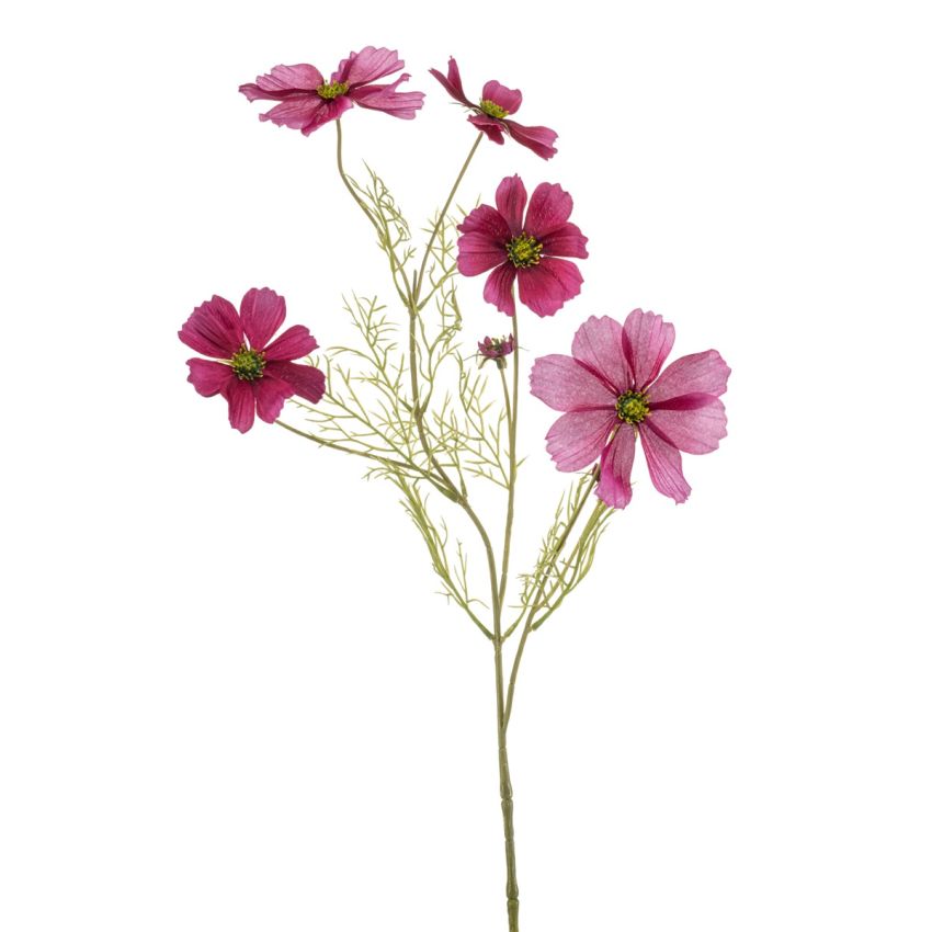 Cosmos spray beauty 75cm