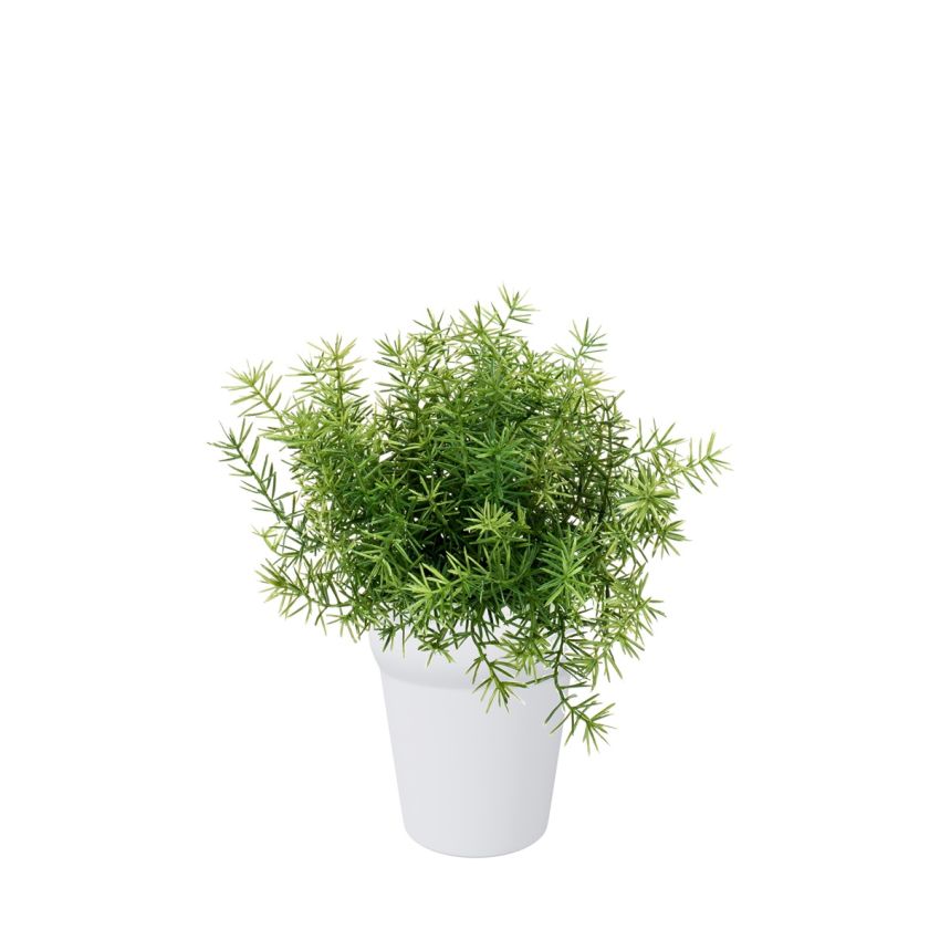 Asparagus bush lt green 25cm in white pot