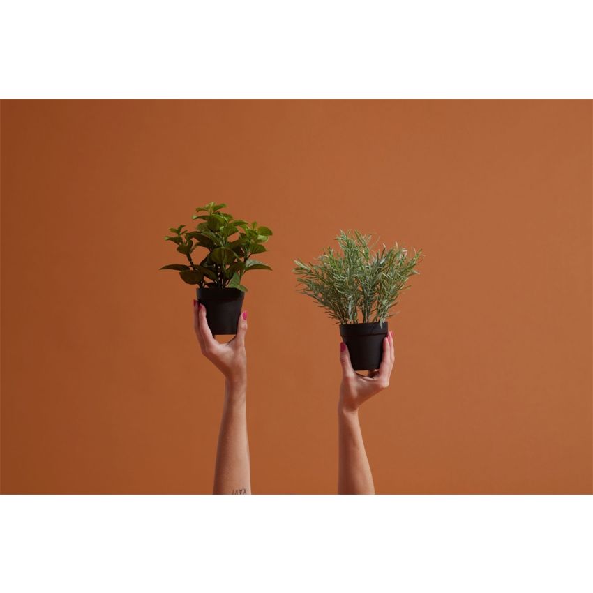 Rosemary in pot 25cm