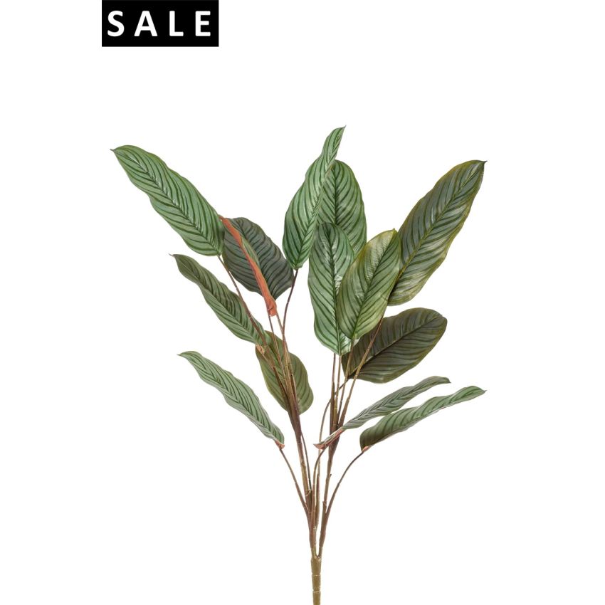 Calathea bush green 115cm