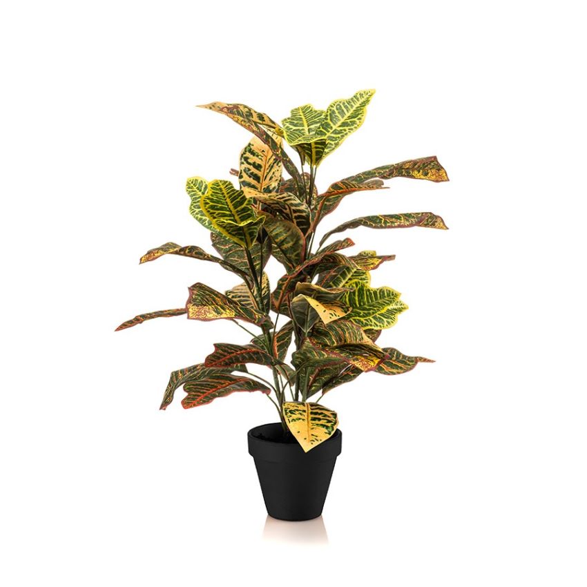 Croton bush 65cm in pot