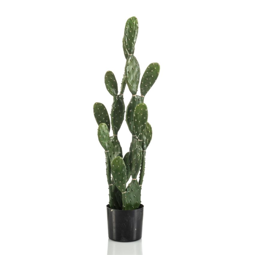 Cactus myrtillo 100cm
