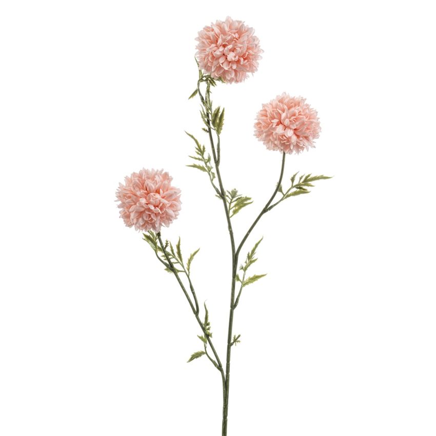 Tagetes spray peach 80cm