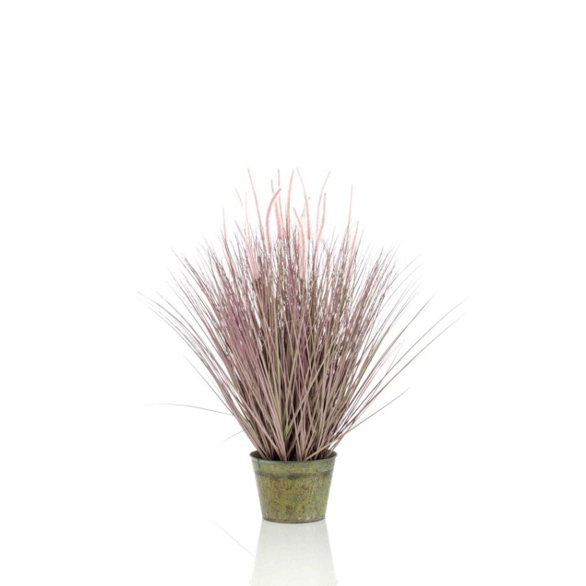 Pennisetum grass 99cm