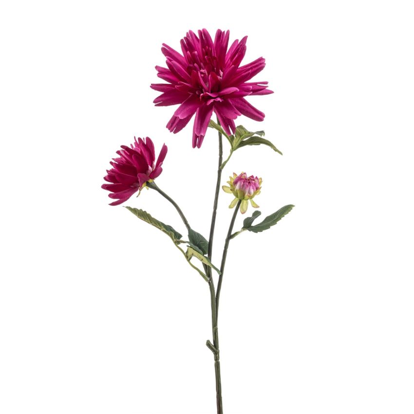 Dahlia spider spray beauty 75cm