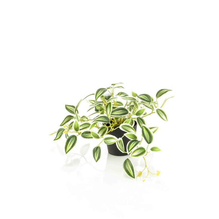 Tradescantia green/white in pot 19cm