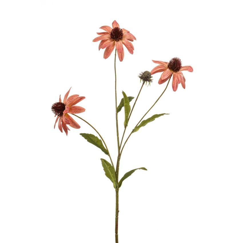 Rudbeckia spray mauve 70cm