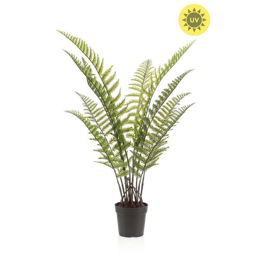 Fern woodwardia UV in pot 90cm