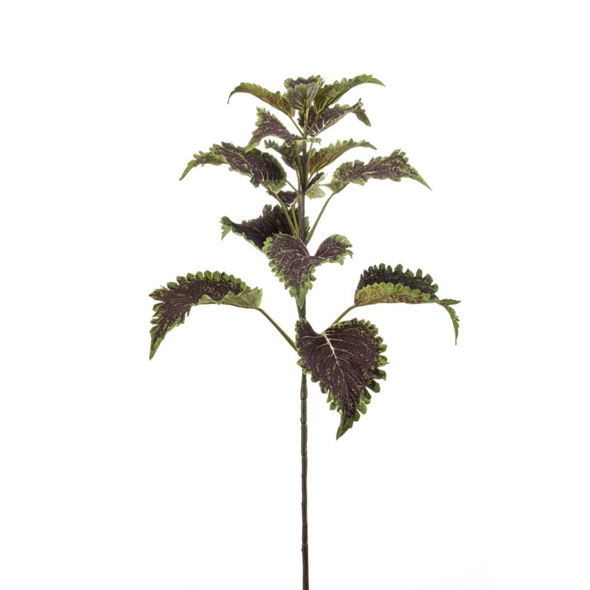 Coleus spray purple 65cm