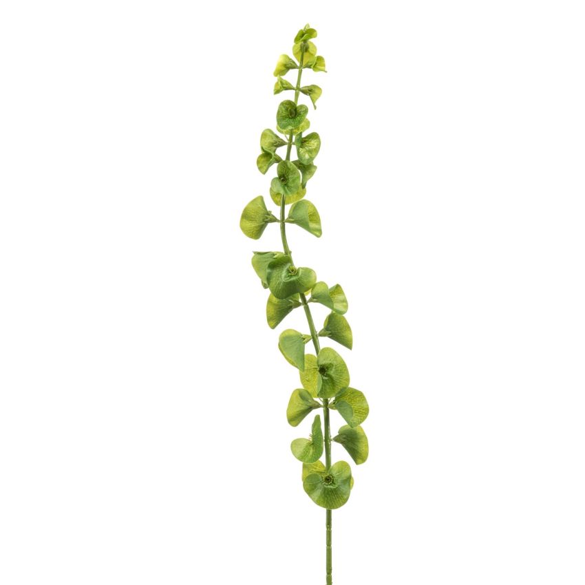 Molucella spray green 90cm