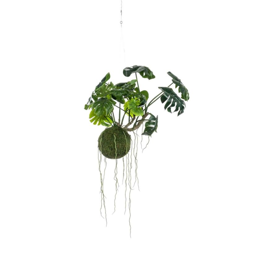 Monstera moss ball hanging 60cm