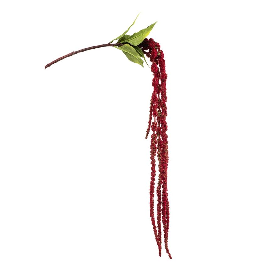 Amaranthus spray red 120cm