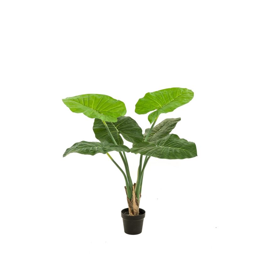 Alocasia plant 90cm (knock down packing)
