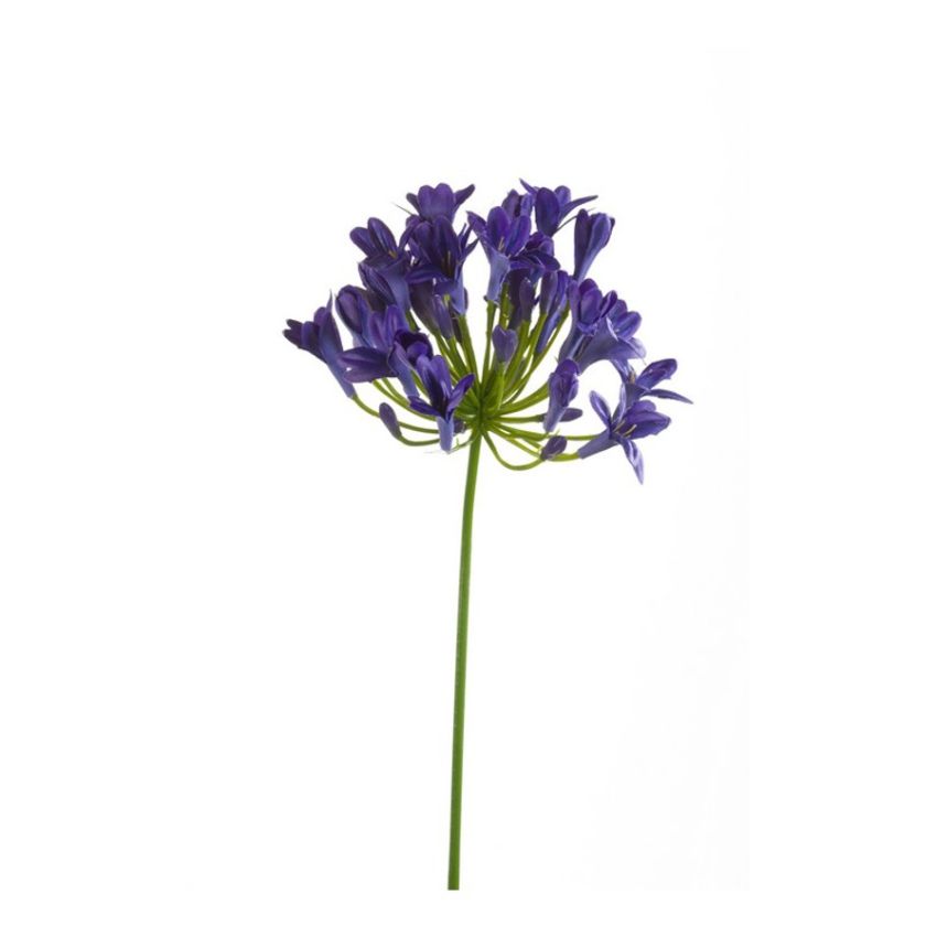 Agapanthus spray blue 75cm