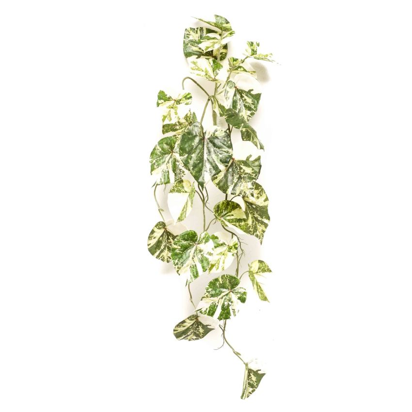 Scindapsus hanging bush green/white 90cm