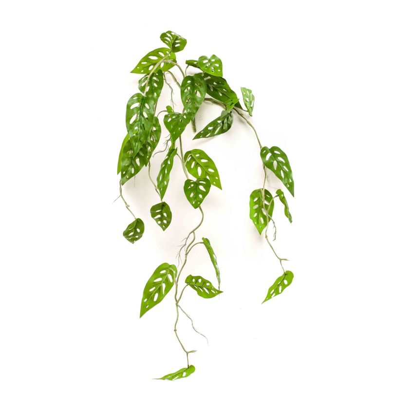 Monstera monkey hanging bush 90cm