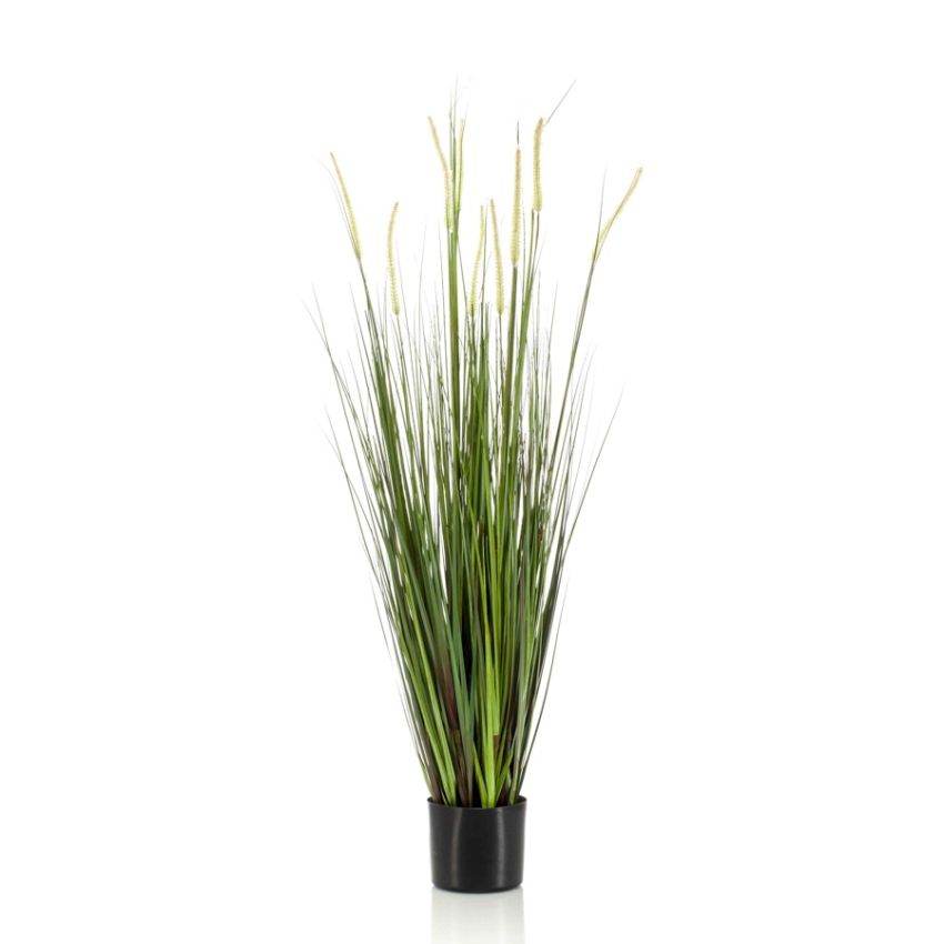 Grass alopecurus 120cm