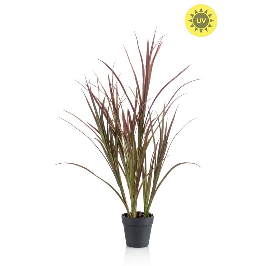 Grass UV burgundy/ dk green in pot 90cm