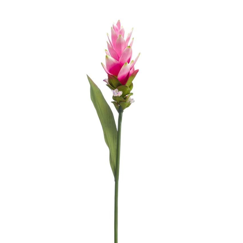 Curcuma spray RT pink 80cm