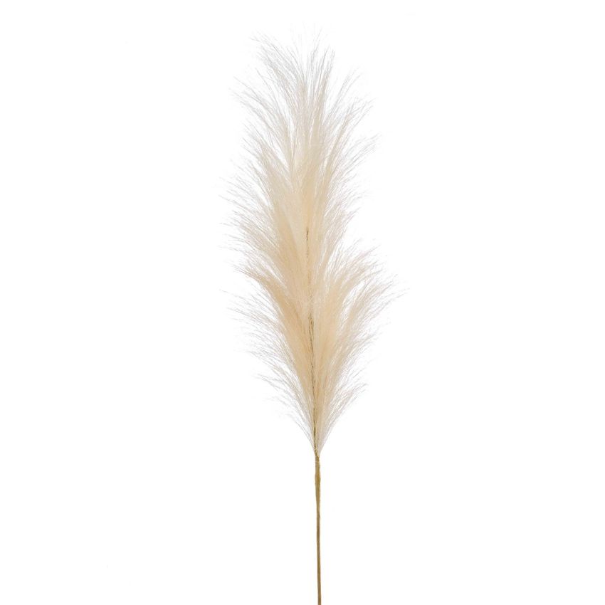 Pampas stem cream 115cm