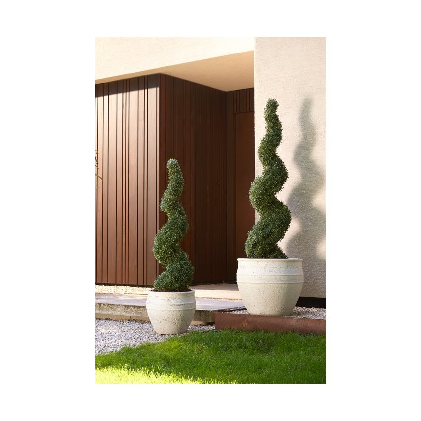 Boxwood spiral UV 120cm