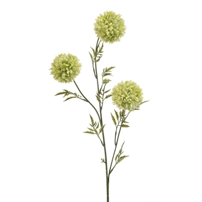 Tagetes spray green 80cm