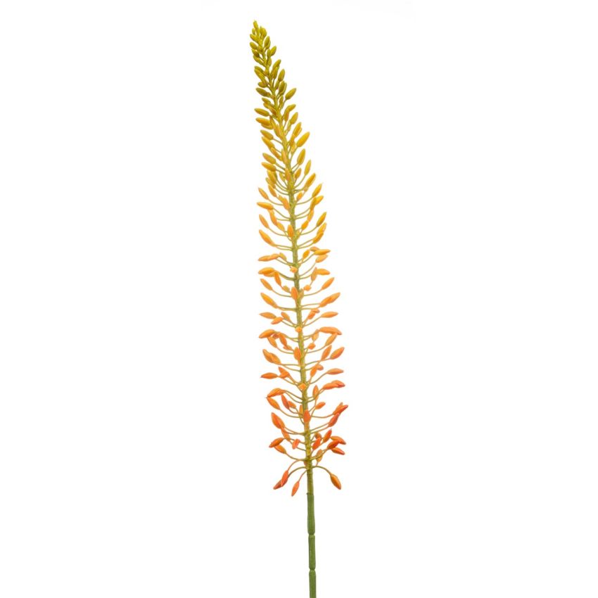 Eremurus seed spray orange 105cm