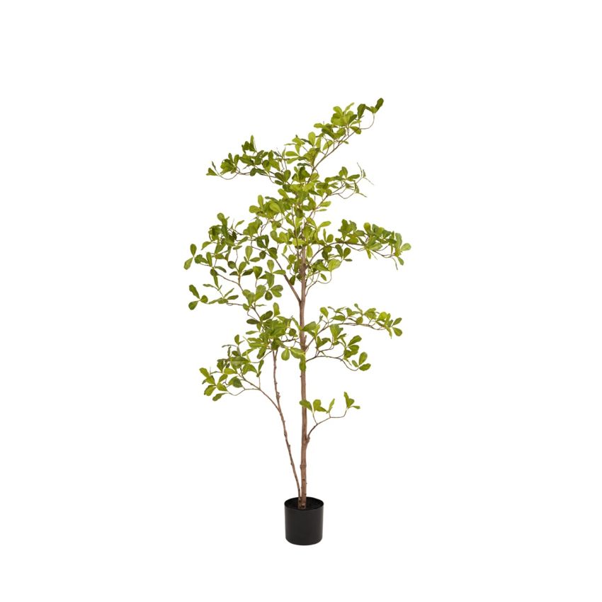 Terminalia tree 145cm (knock down packing)