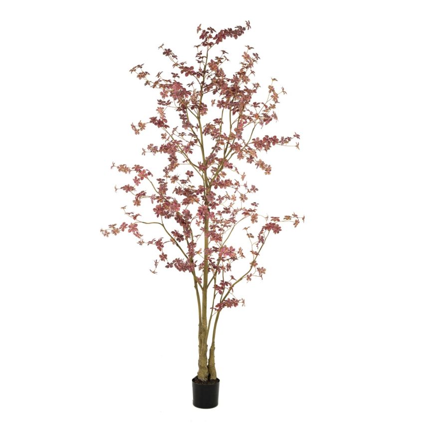 Tropaeolum plant burgundy 270cm (knock down packing)