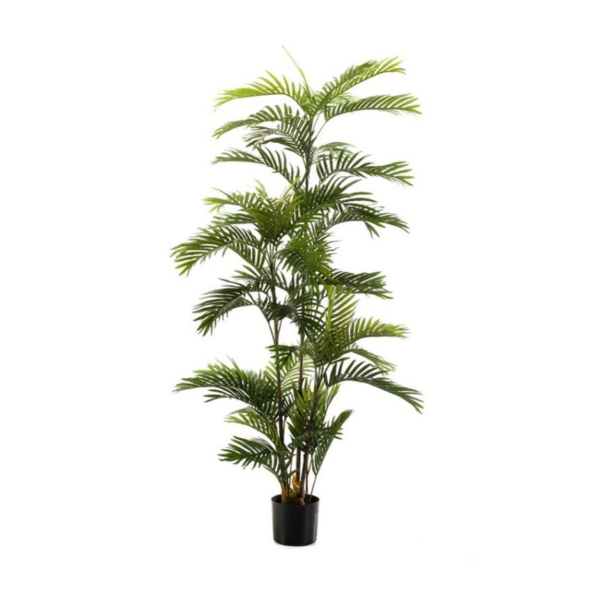 Palm phoenix 180cm