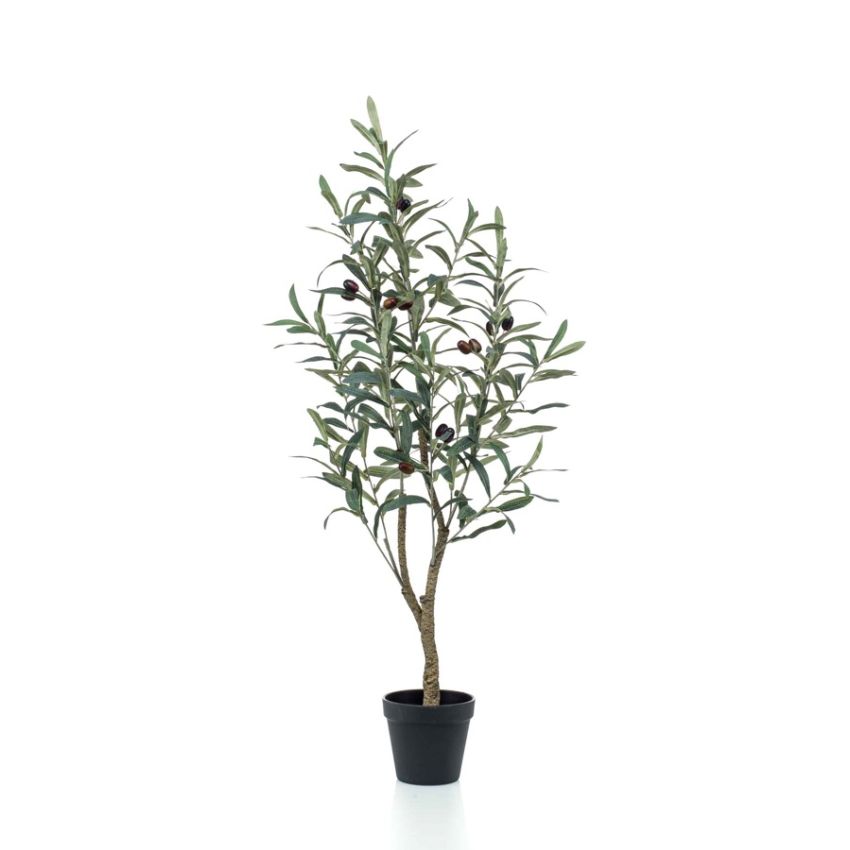 Olive tree 90cm